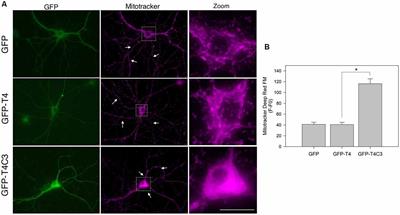 Truncated Tau Induces Mitochondrial Transport Failure Through the Impairment of TRAK2 Protein and Bioenergetics Decline in Neuronal Cells